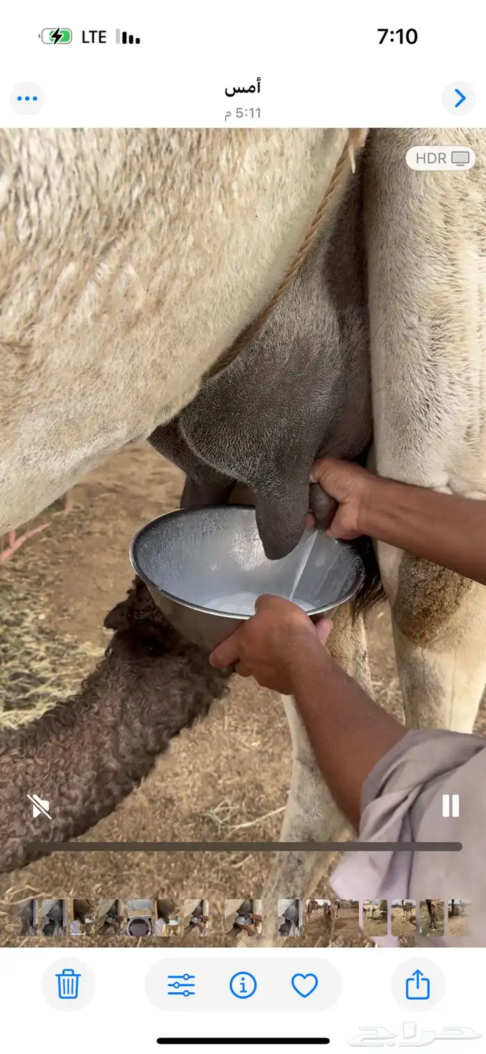 خلفه وضحا تحتها بكره حليبها سطل وناقه زين ومناح 1