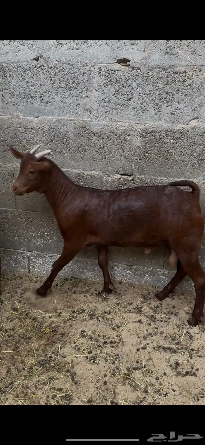 تيوس صلاليه للبيع تم البيع 1