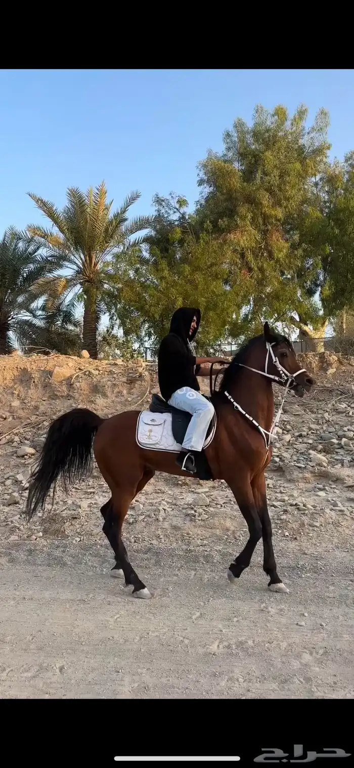 حصان واهو 1