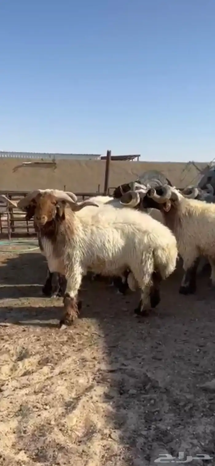 فحول أنعيم طيبه اللبييع 0