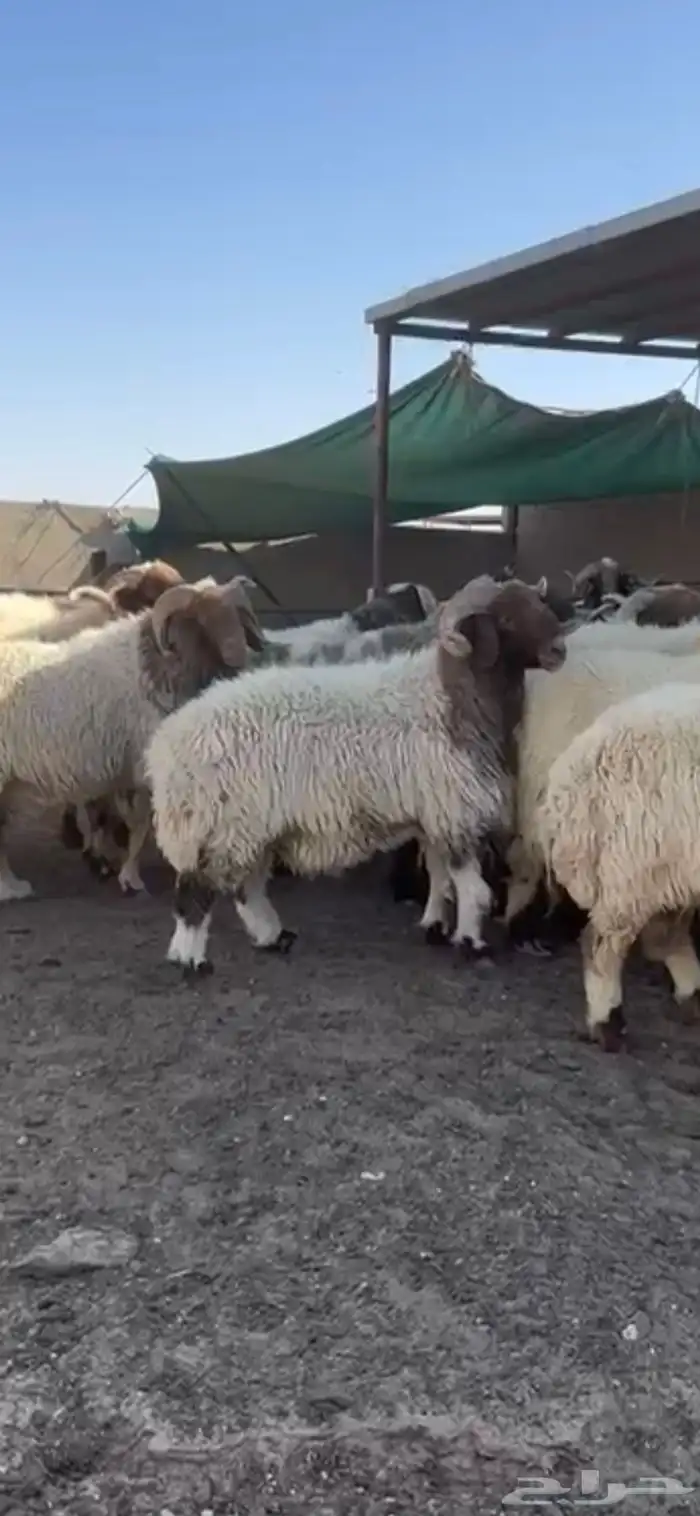 فحول أنعيم طيبه اللبييع 3