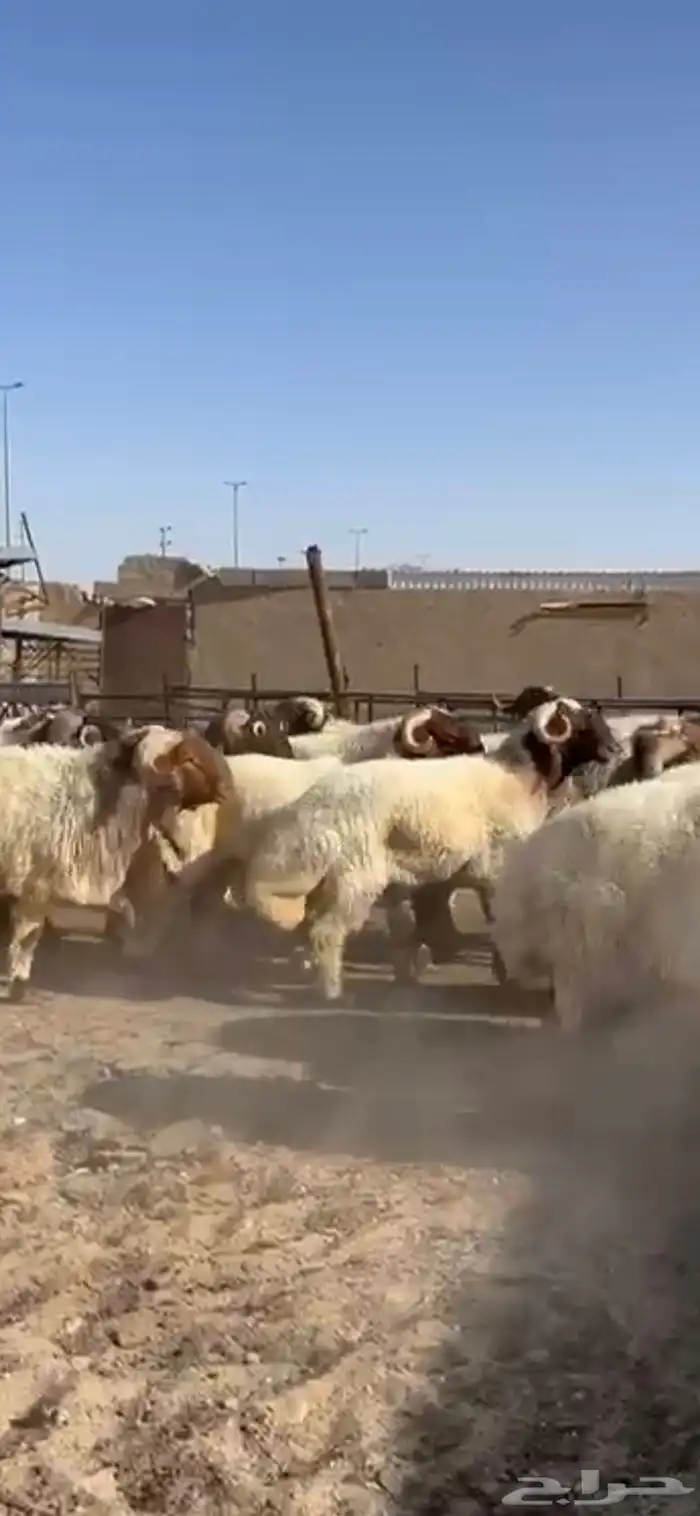 فحول أنعيم طيبه اللبييع 6