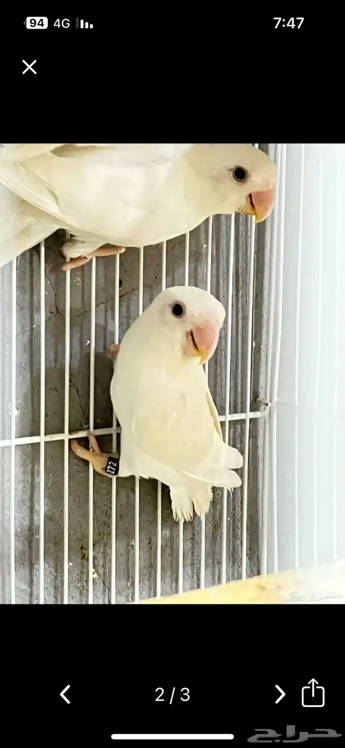 ذكر روز ابيض البينو عيون حمره 0