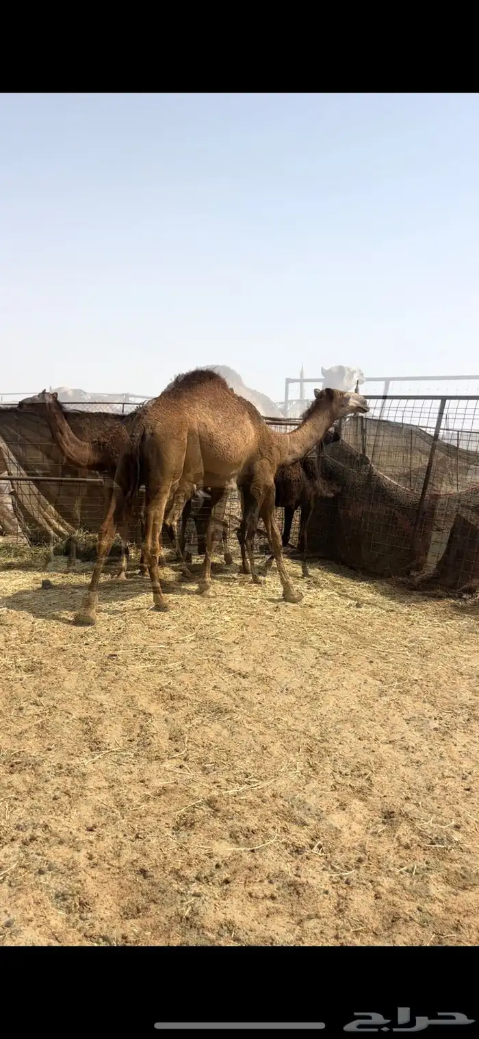 قعود 3