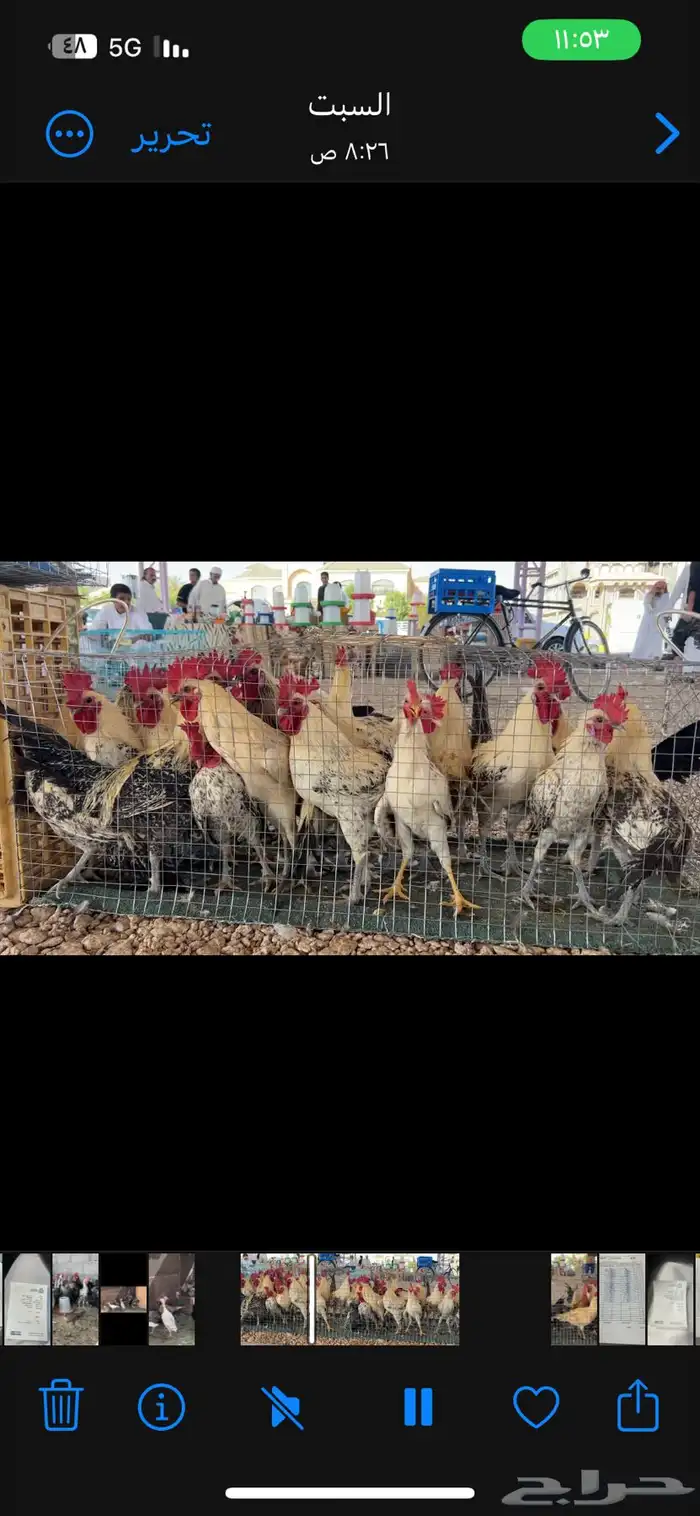 القصيم البدايع 0