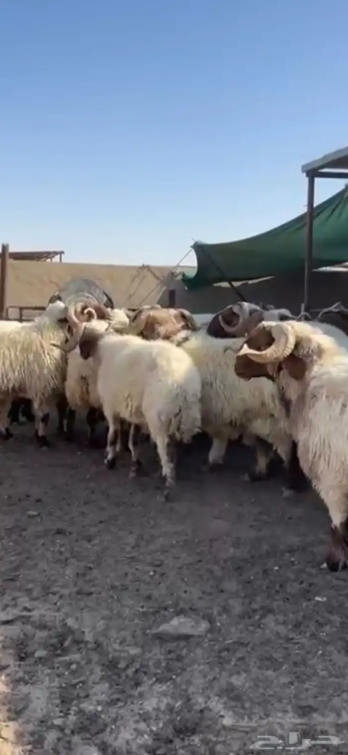 فحول أنعيم طيبه اللبييع 8