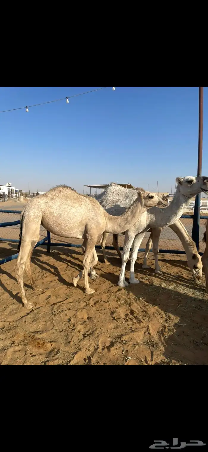 بكره جدها حاكم بن قريع 0