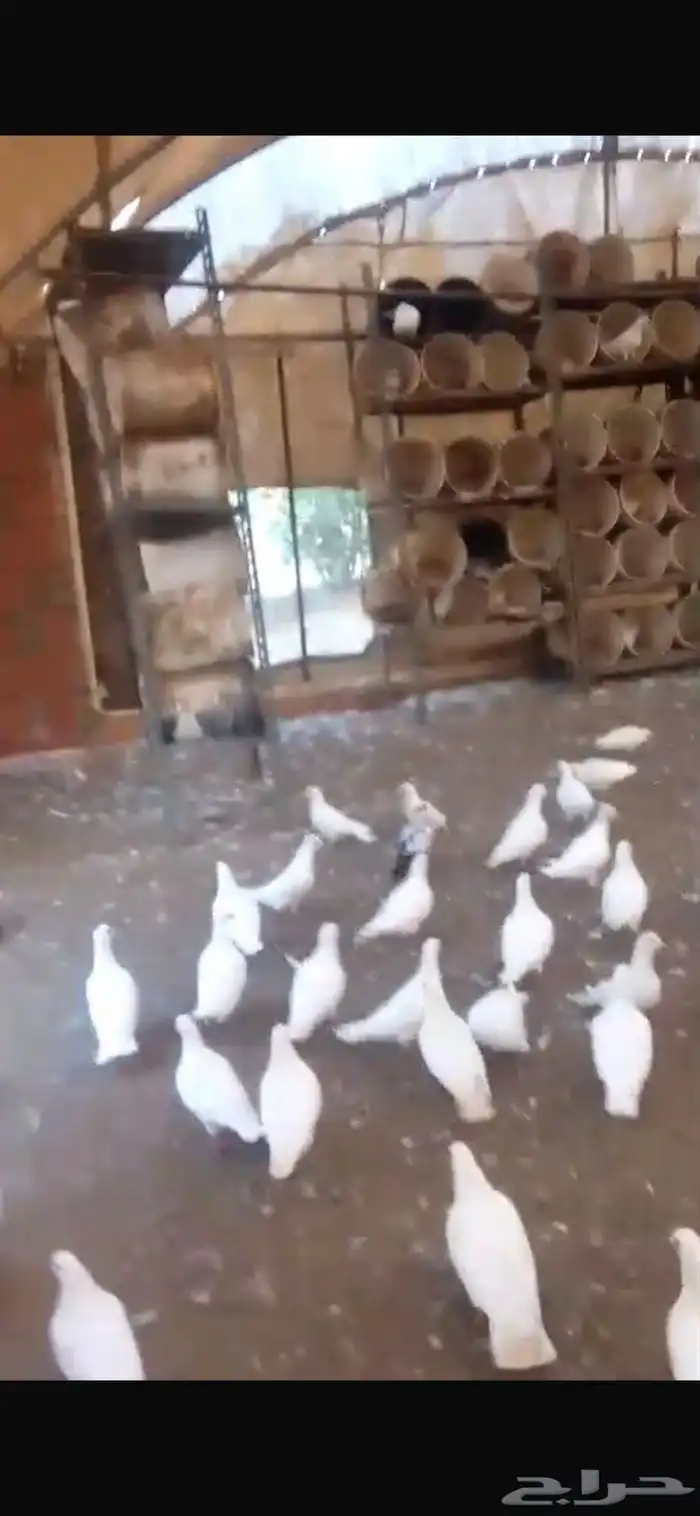 حمام فرنسي ابيض احجام جامبو 0