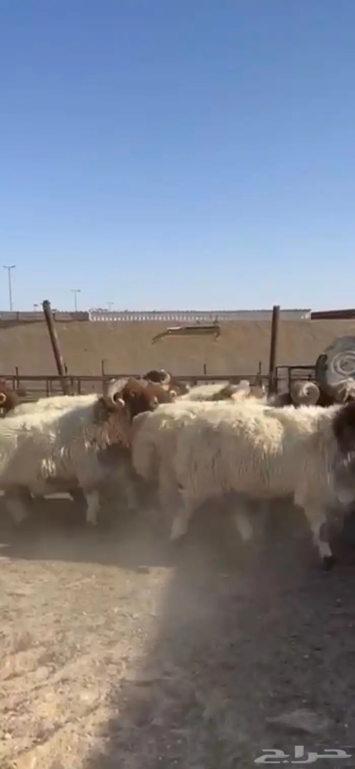 فحول أنعيم طيبه اللبييع 5