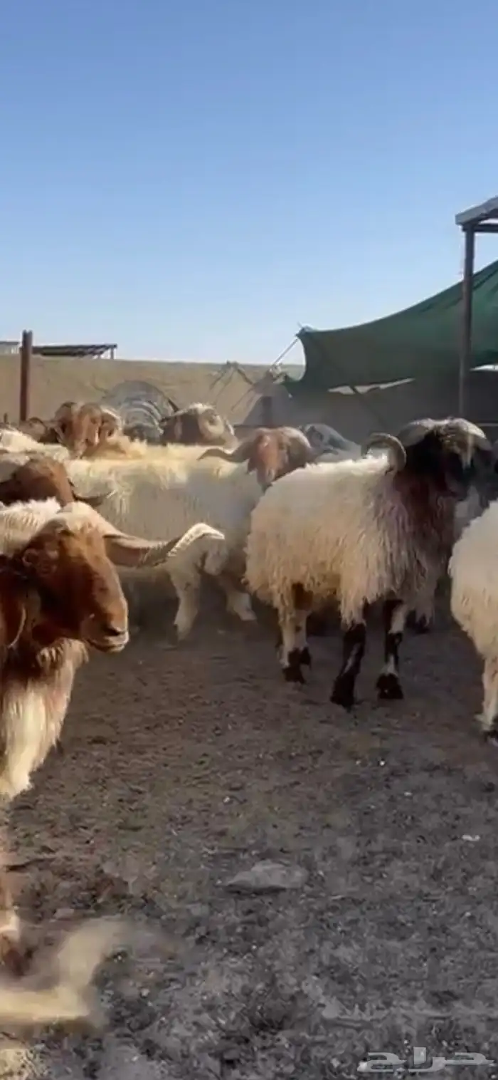 فحول أنعيم طيبه اللبييع 1