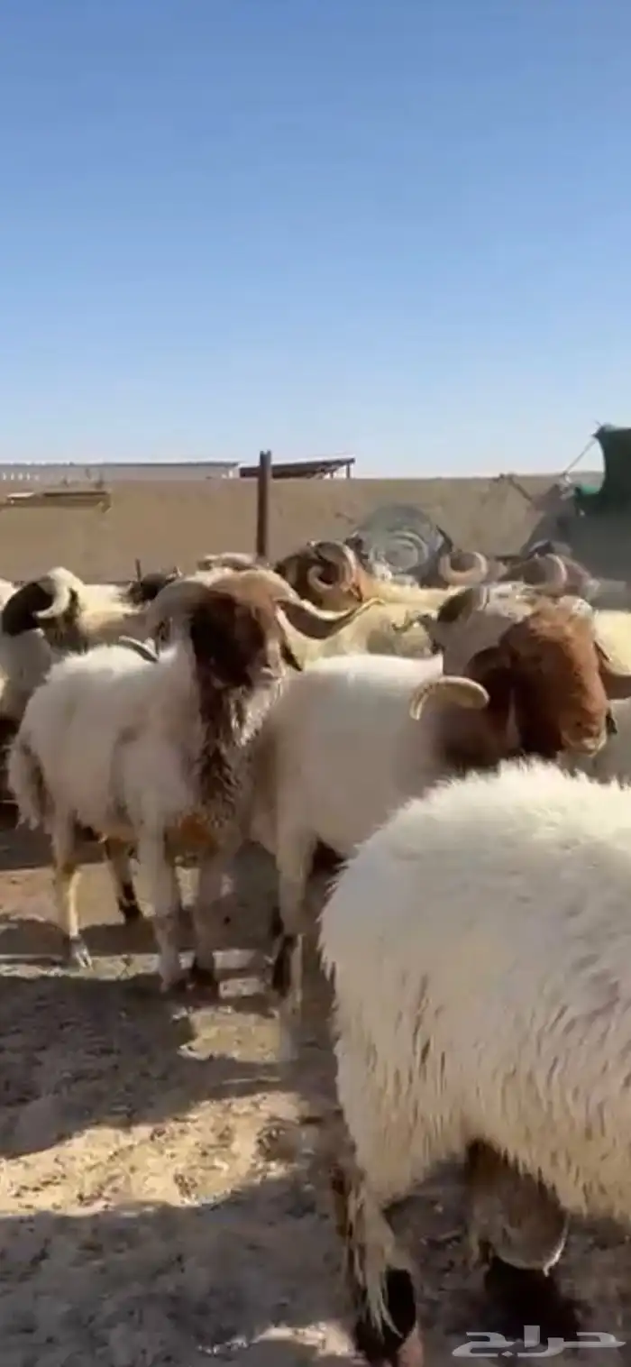 فحول أنعيم طيبه اللبييع 9