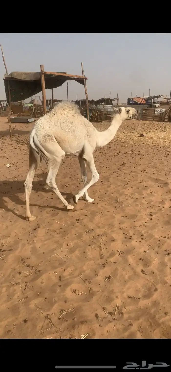 قعود تربيه ولا ذبح سمين 0