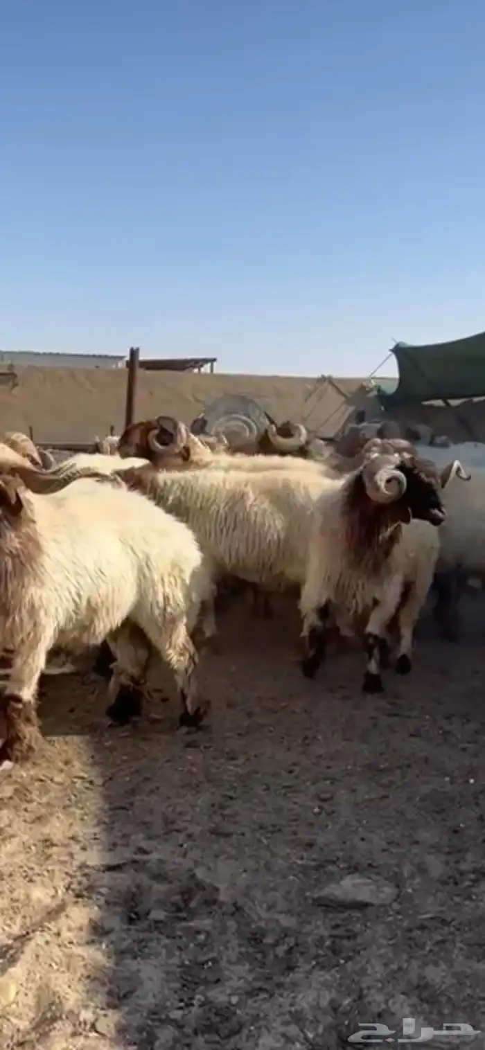 فحول أنعيم طيبه اللبييع 2