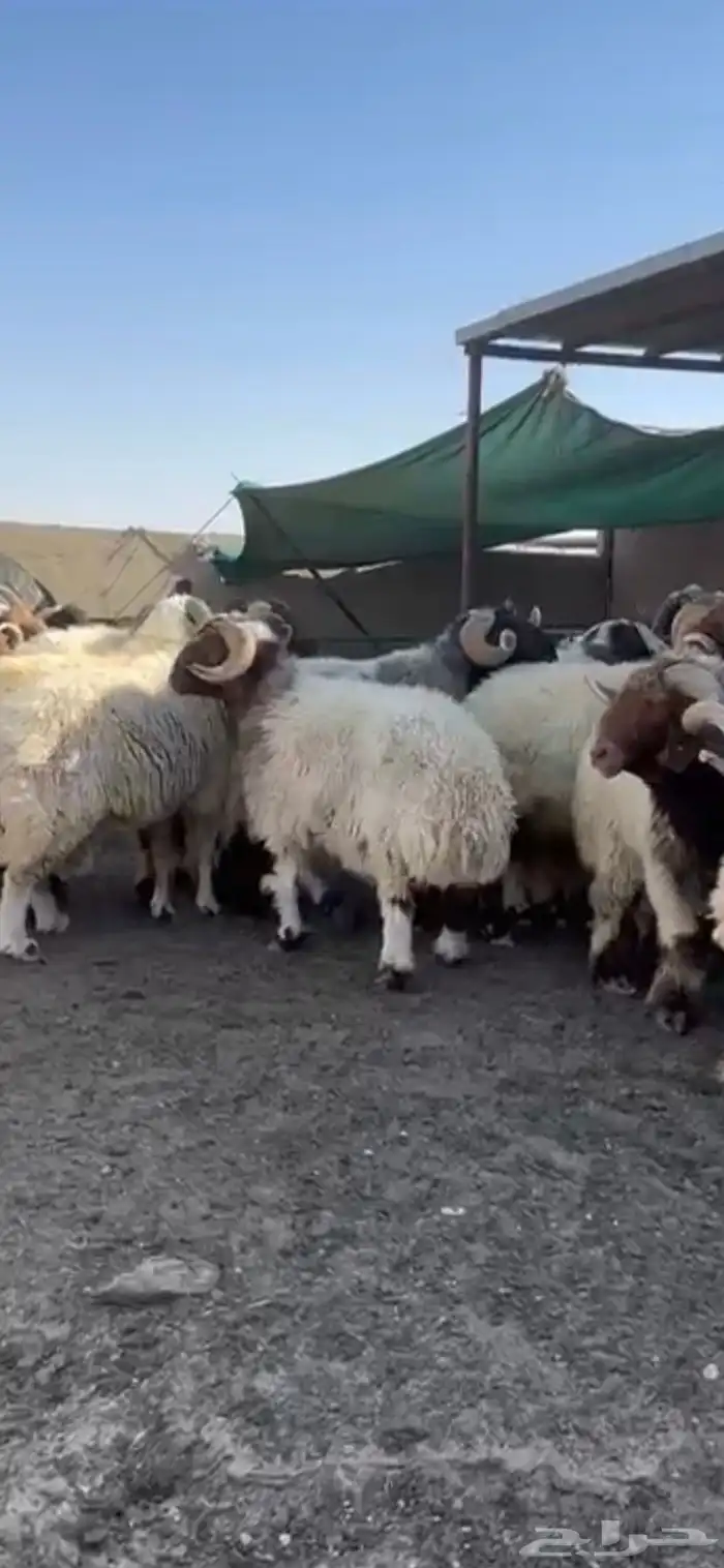 فحول أنعيم طيبه اللبييع 7