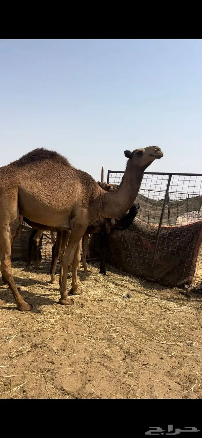 قعود 0
