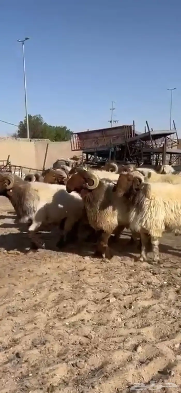 فحول أنعيم طيبه اللبييع 4