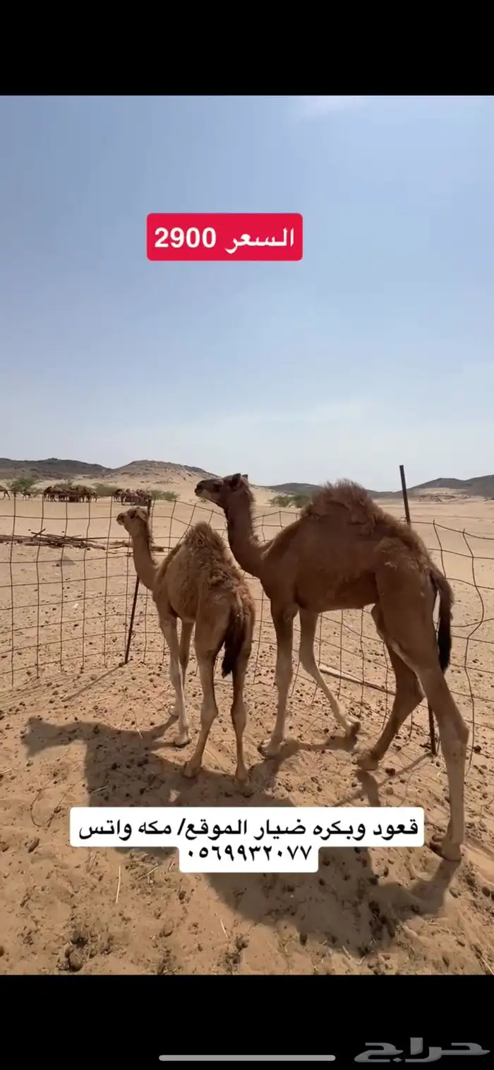 بكره وقعود ضيار(( تم البيع )) 2
