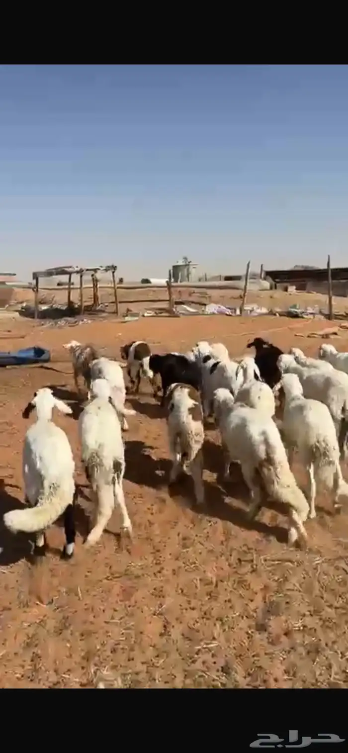 سواكن مرابي 0