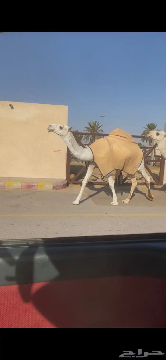 للبيع القعود الحق الكفو ع مضيم بعير عمير 0