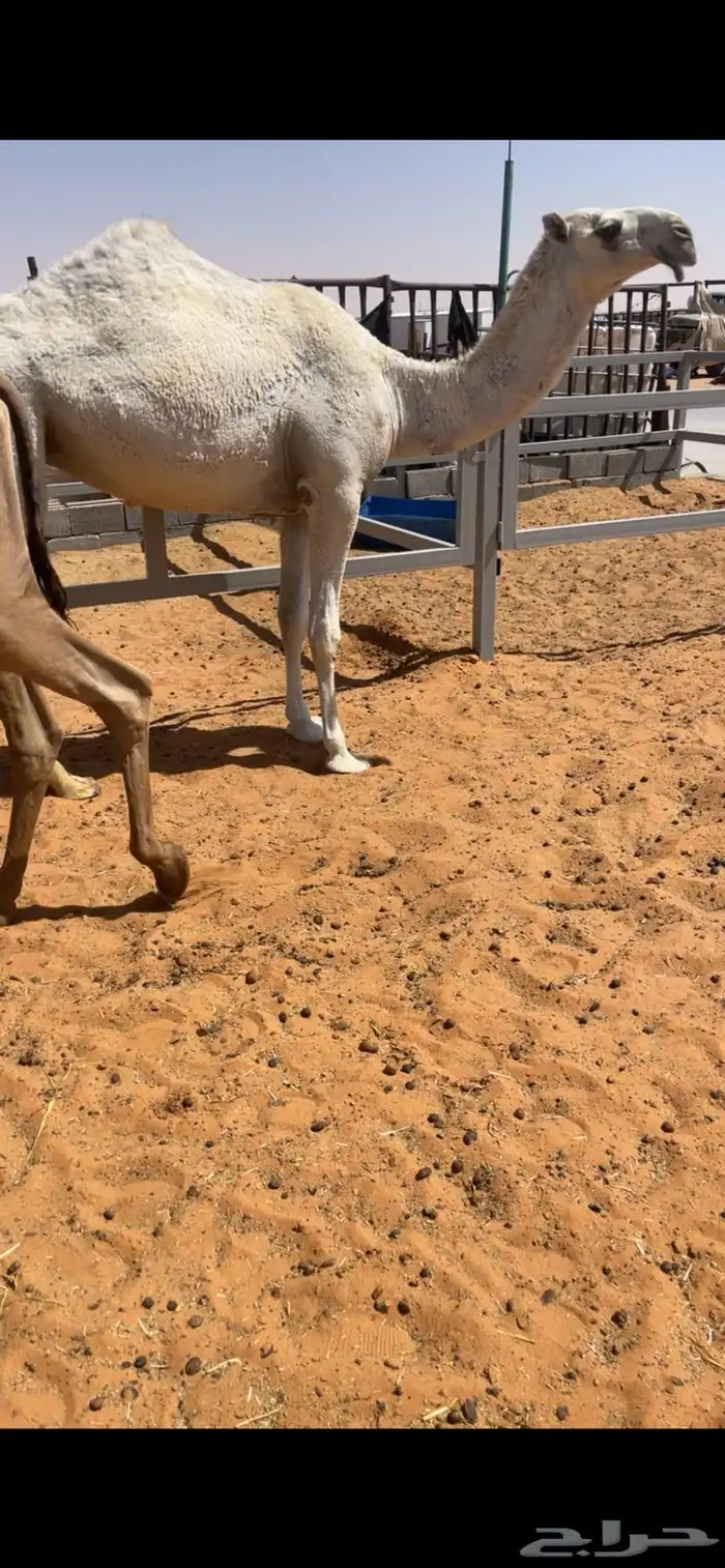 بكره وضحا 0