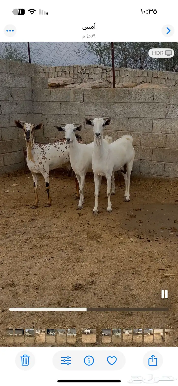 معزاء بيشيات صنف 1