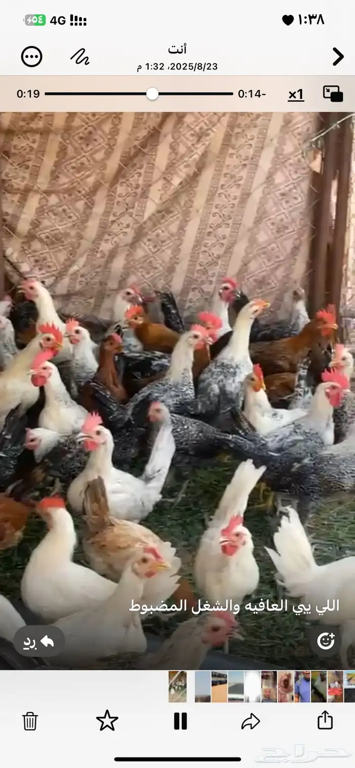 ديوك بلديه 0