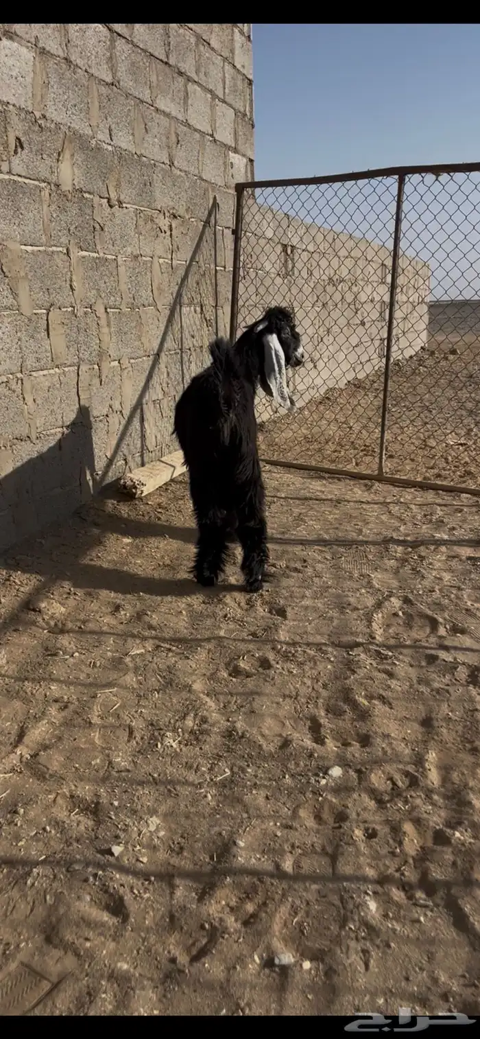 للبيع تيس عارضي مشروع فحل ماشاءالله تبارك الله 2
