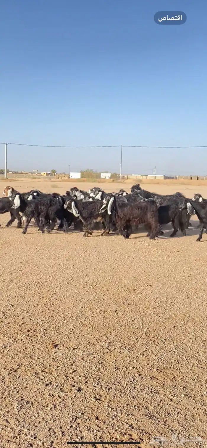 جفرات عوارض صنف 1
