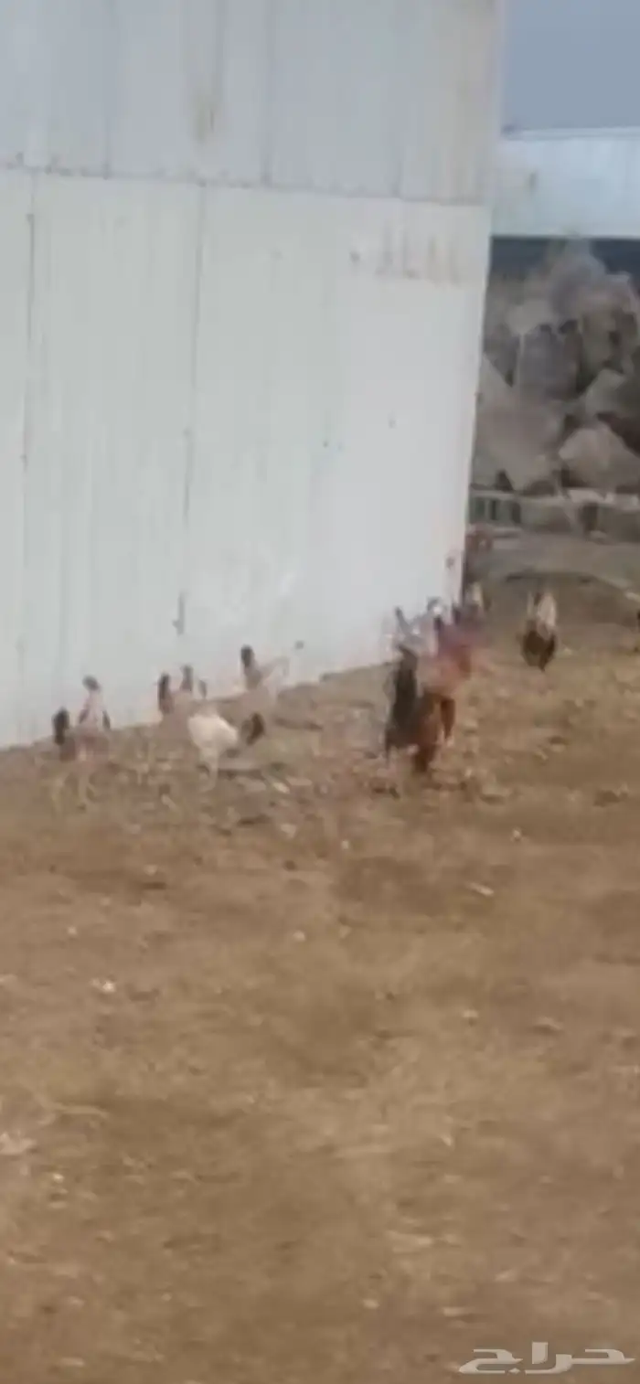 دجاج بلدي شرط 0