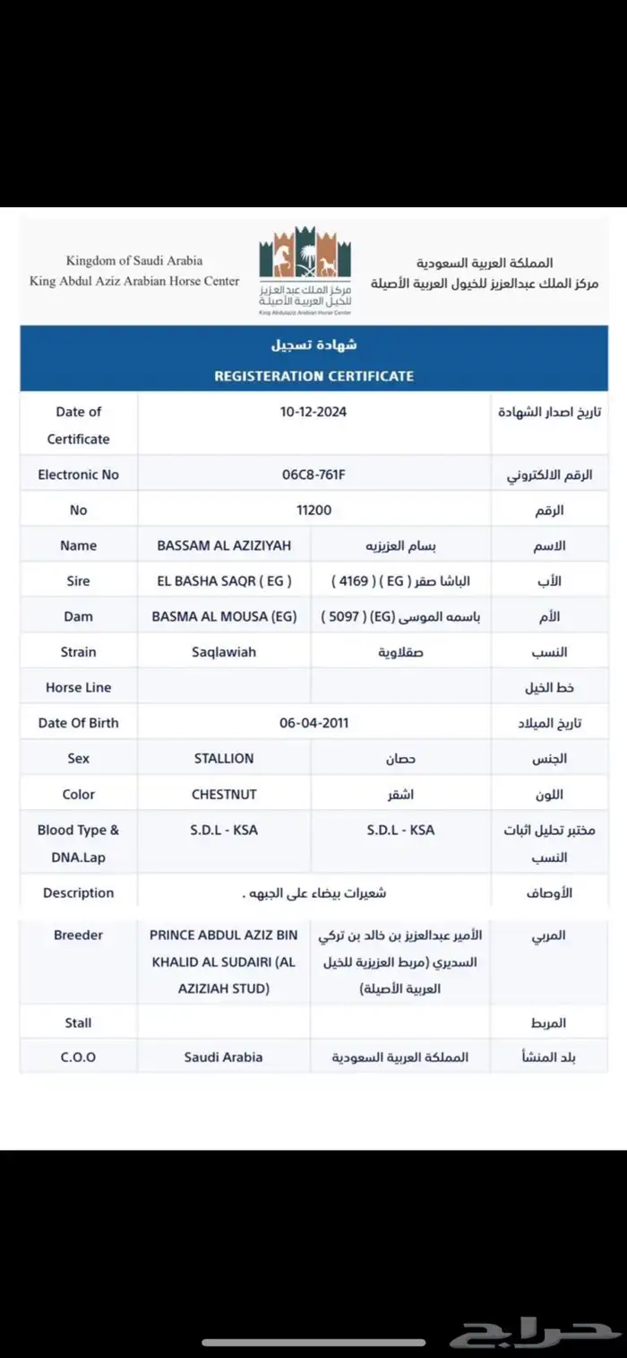 حصان واهو اشقر 0
