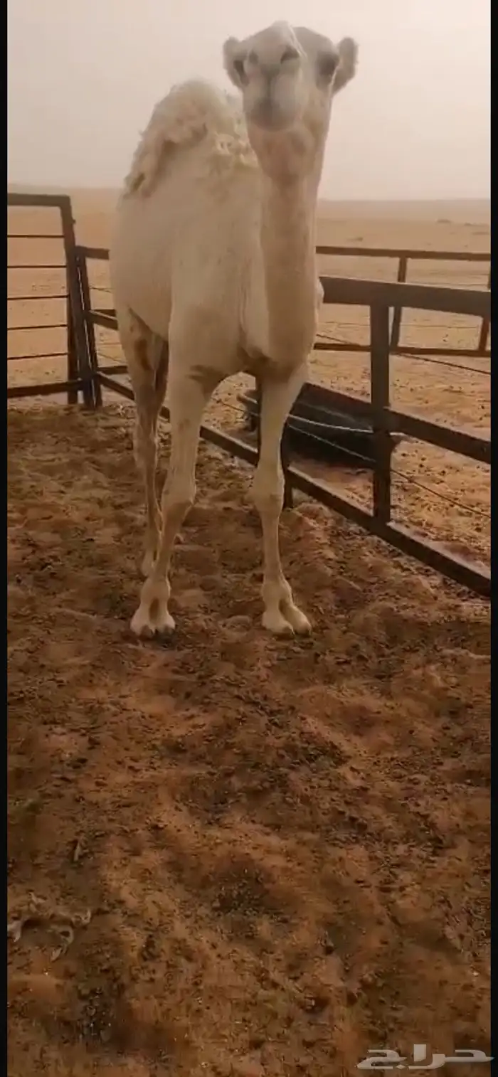 شمال ام الجماجم قعود عمره سنه وسته شهور طيب وسمين 1