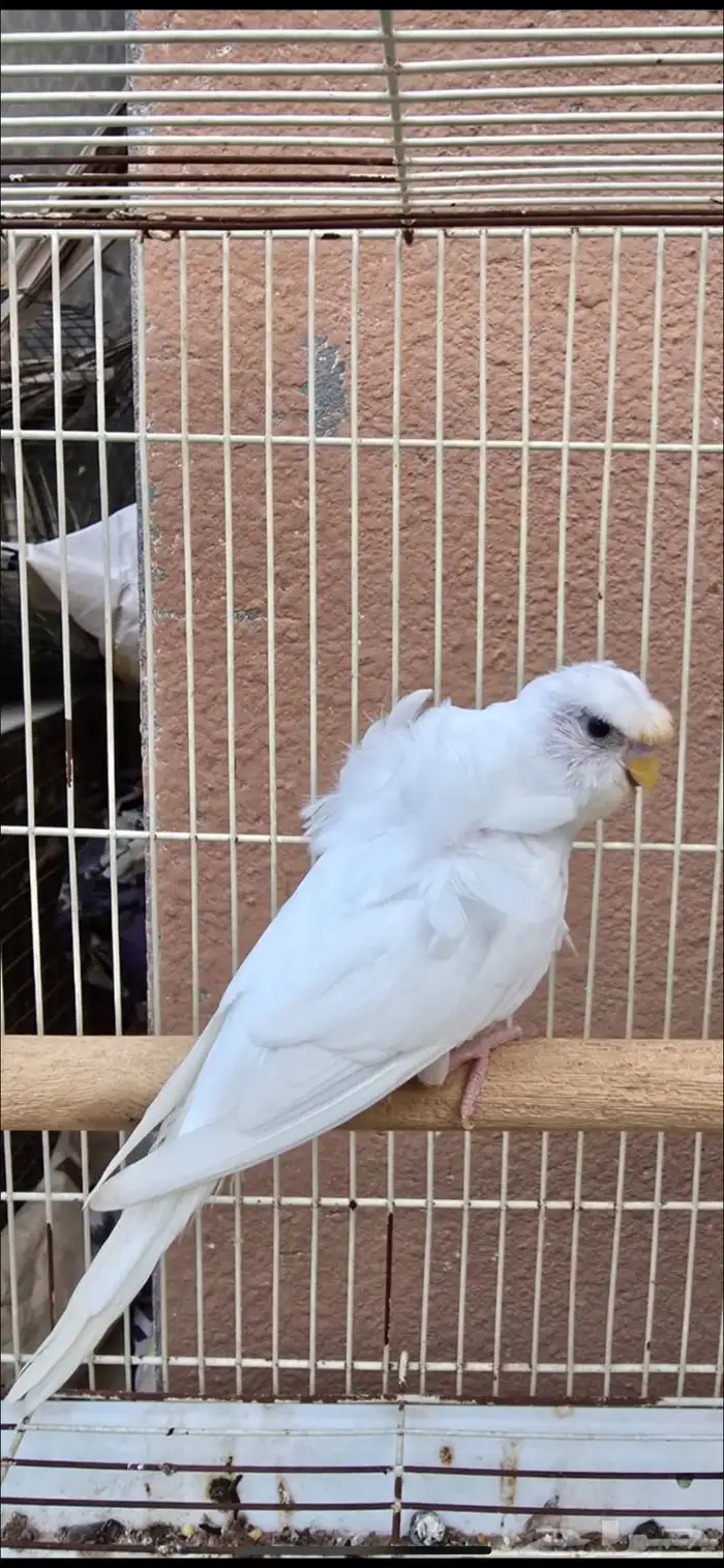 هوقو للبيع 1