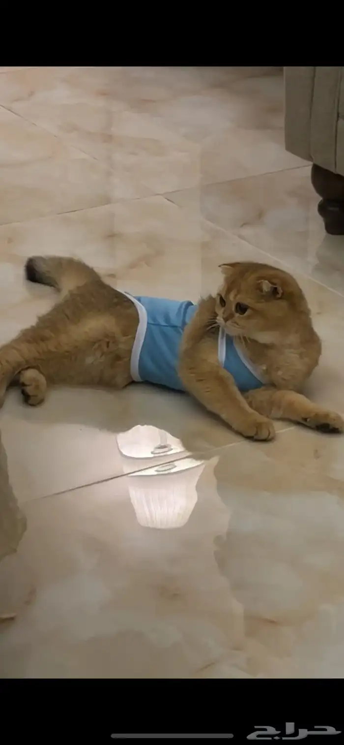 قط للتزاوج 1