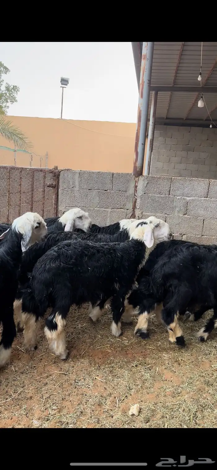 طليان نجد 4