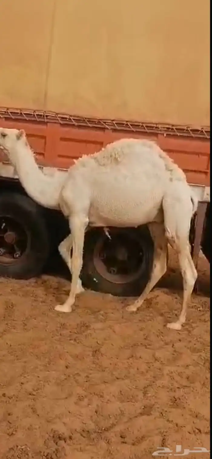 شمال ام الجماجم قعود عمره سنه وسته شهور طيب وسمين 2