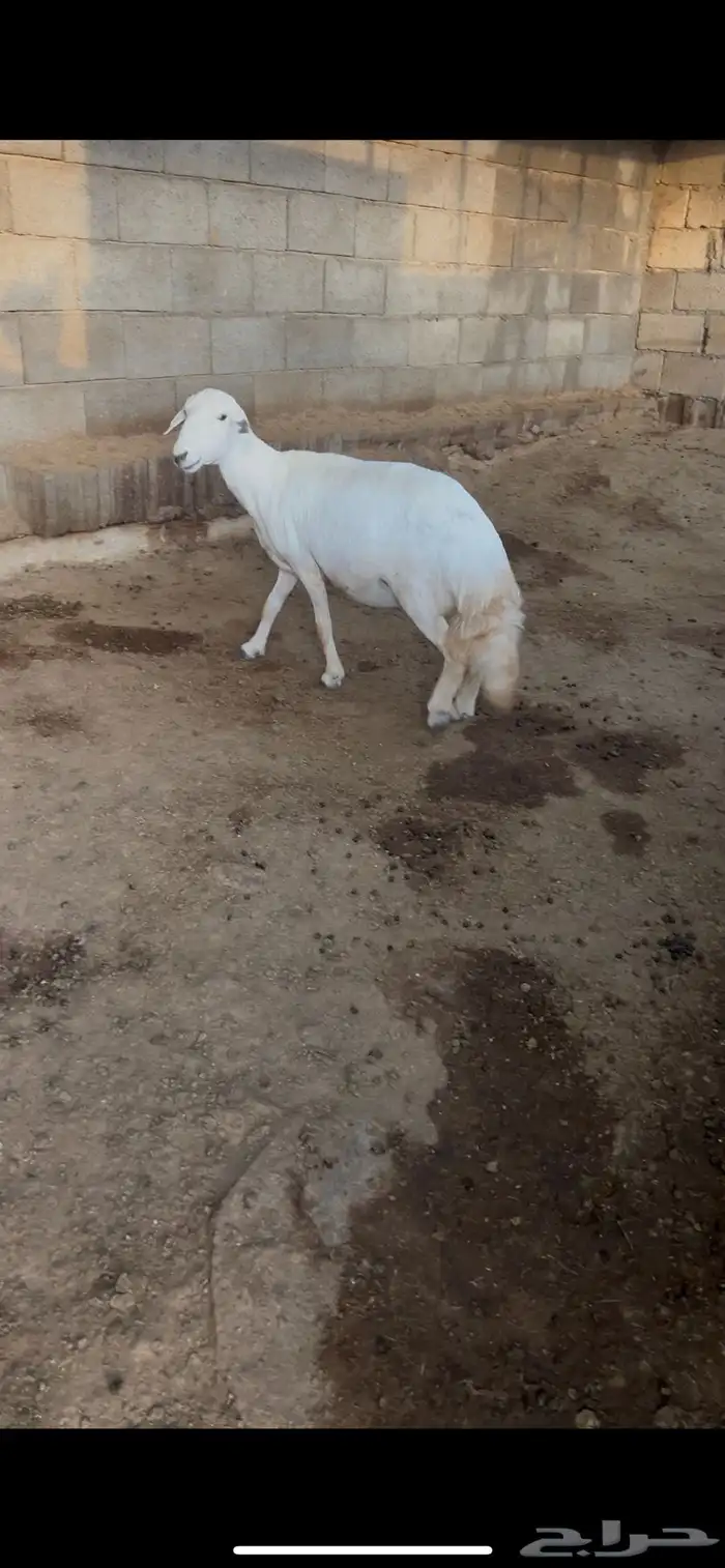 غنم حايل كفو 0