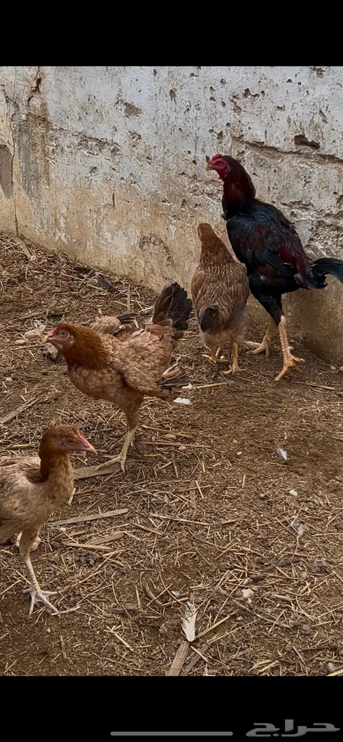 دجاج باكستاني 0