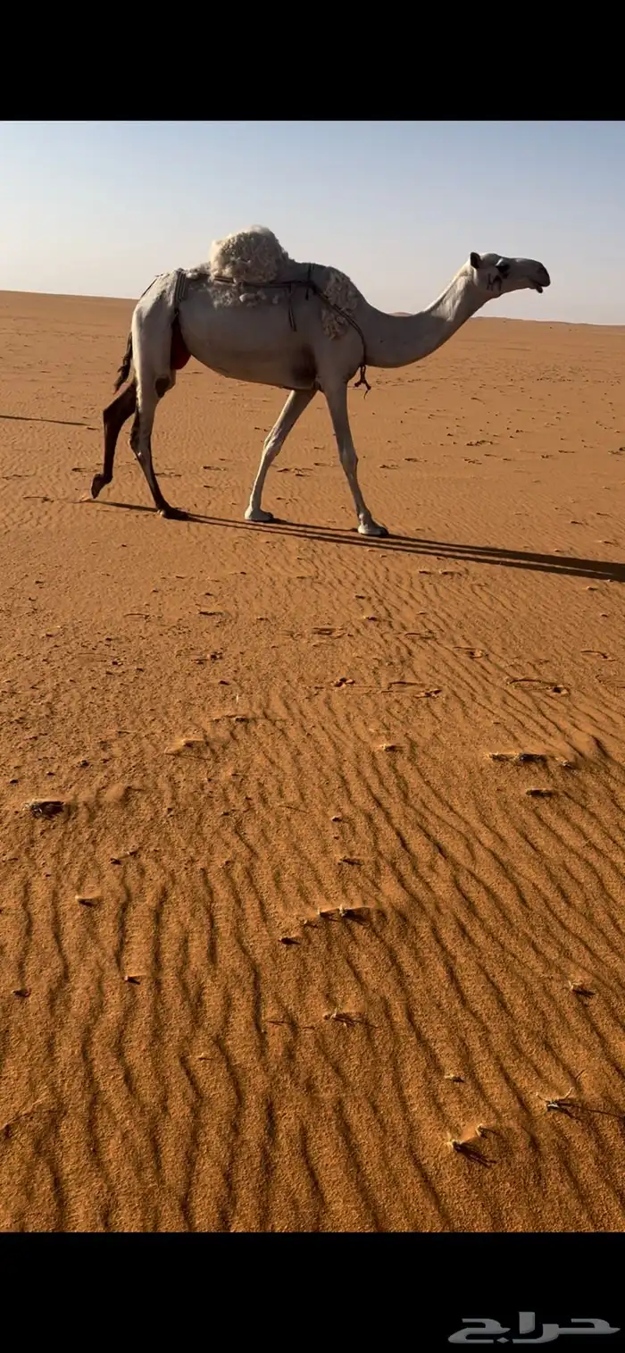 عشاير وضريبه 2
