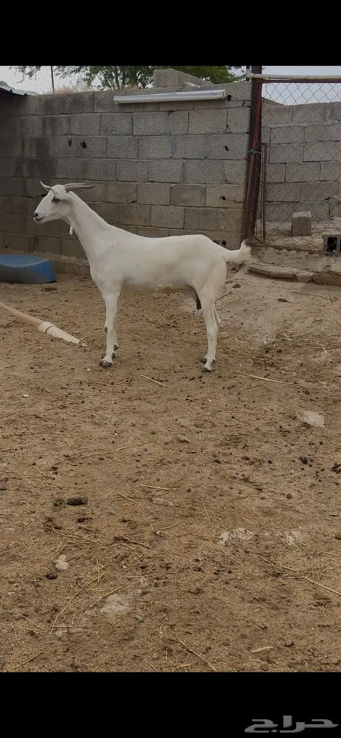 معزاء بيشيات صنف 0