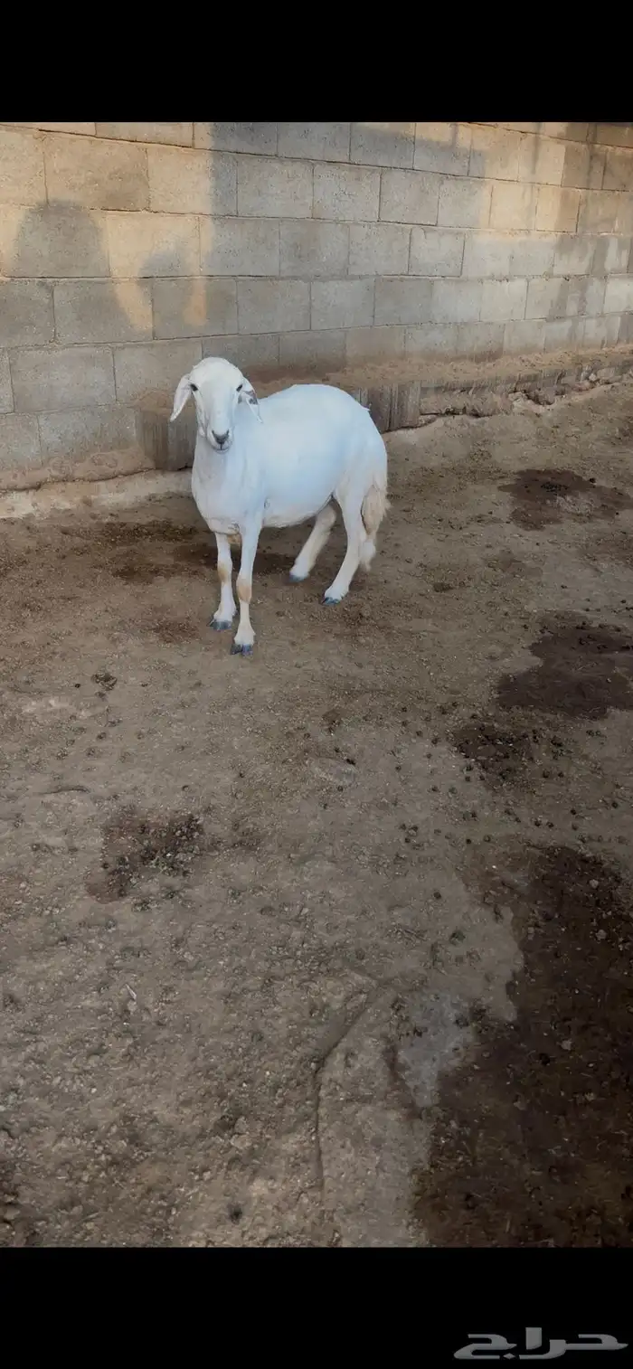 غنم حايل كفو 1