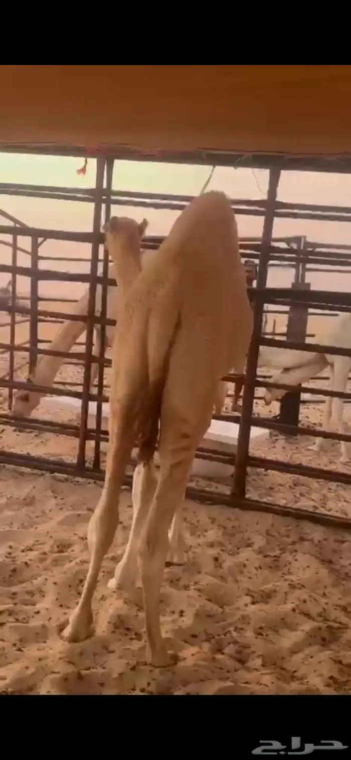 قعود 1