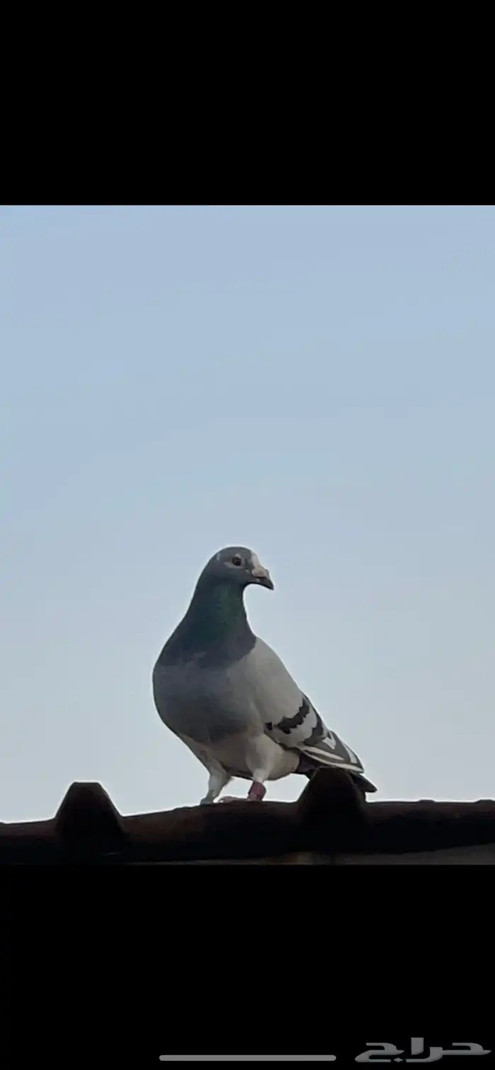 ذكرين زاجل 1
