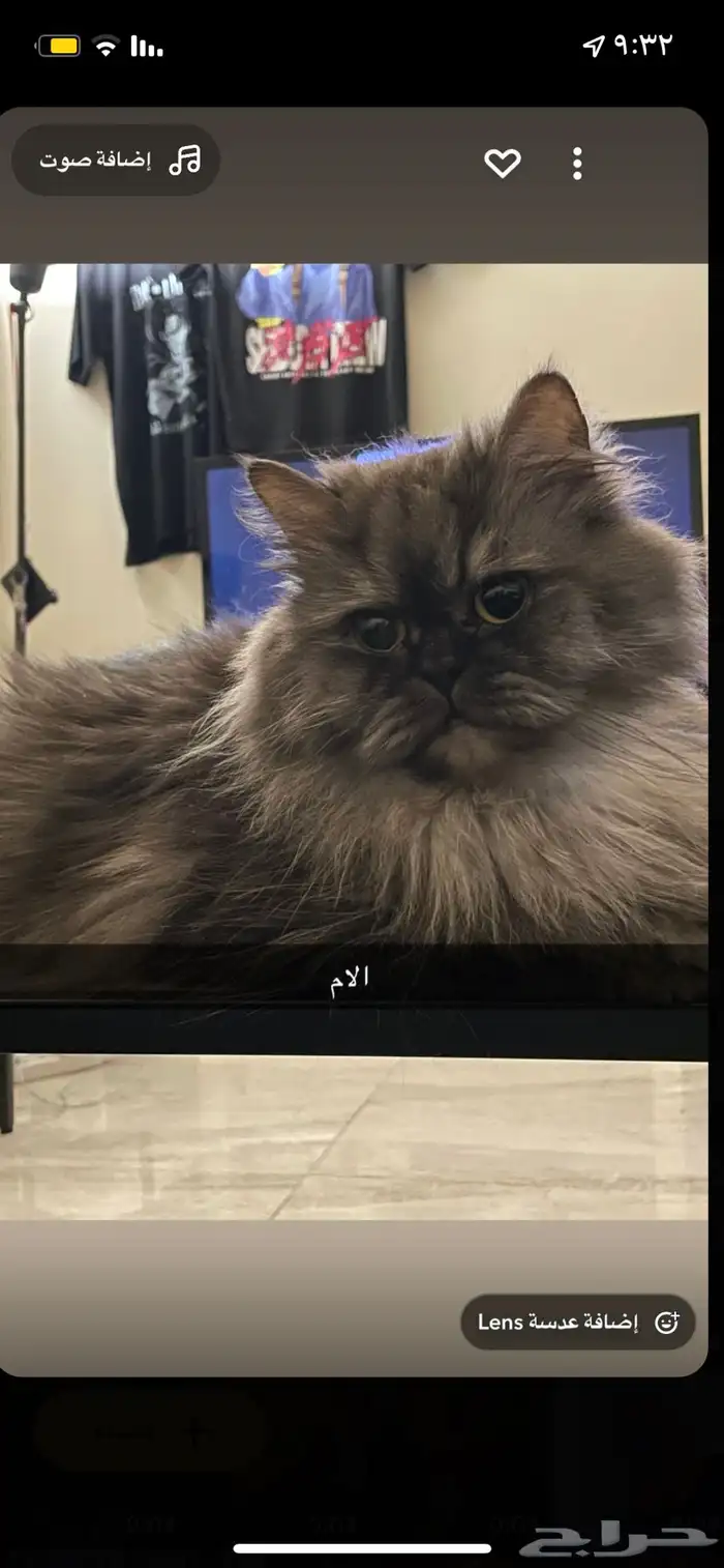 قطط شيرازي هملايا 1