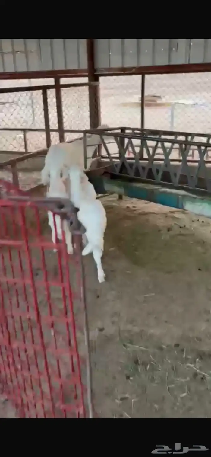 للبيع متبع حريه تحتها 3 ( تم البيع ) 1