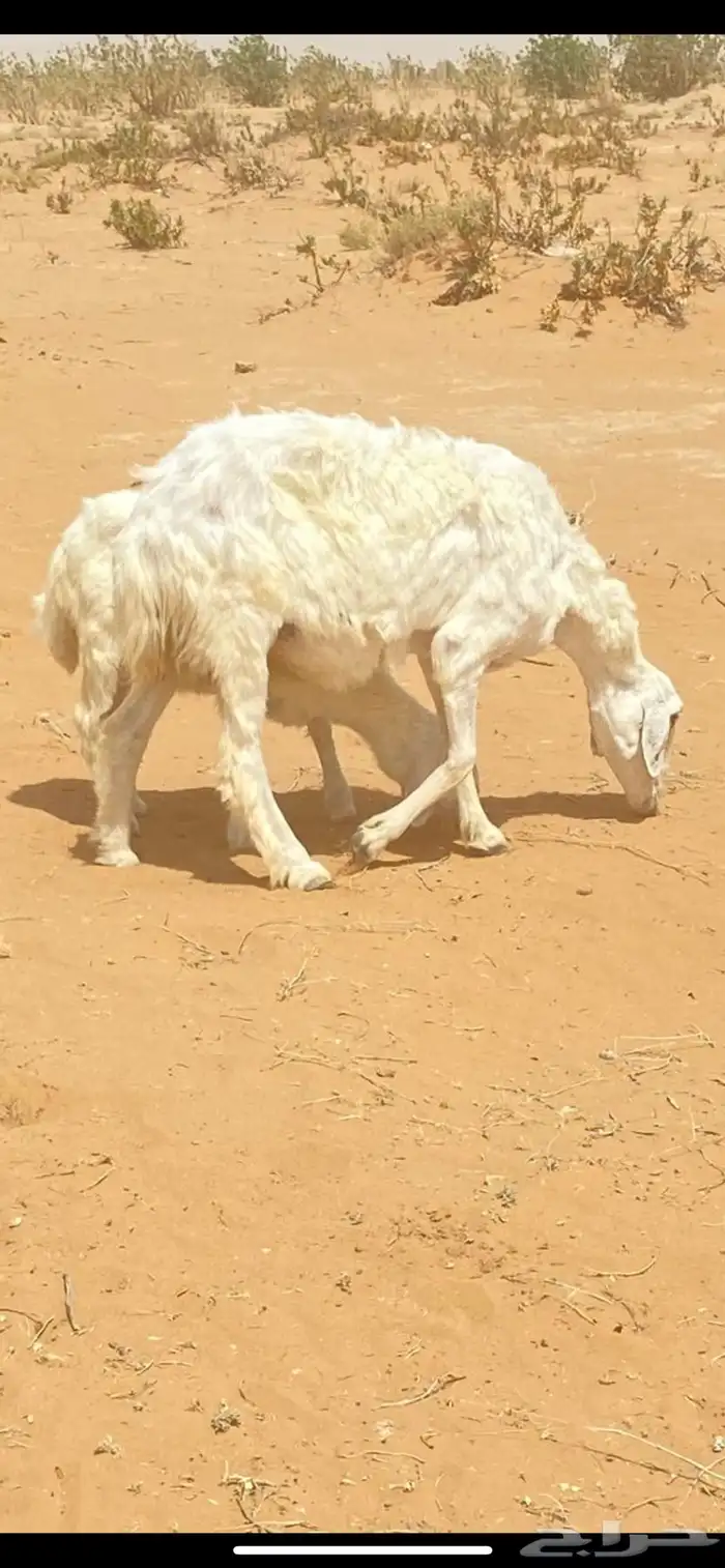 للبيع شياه متابيع وخروف فحل 0