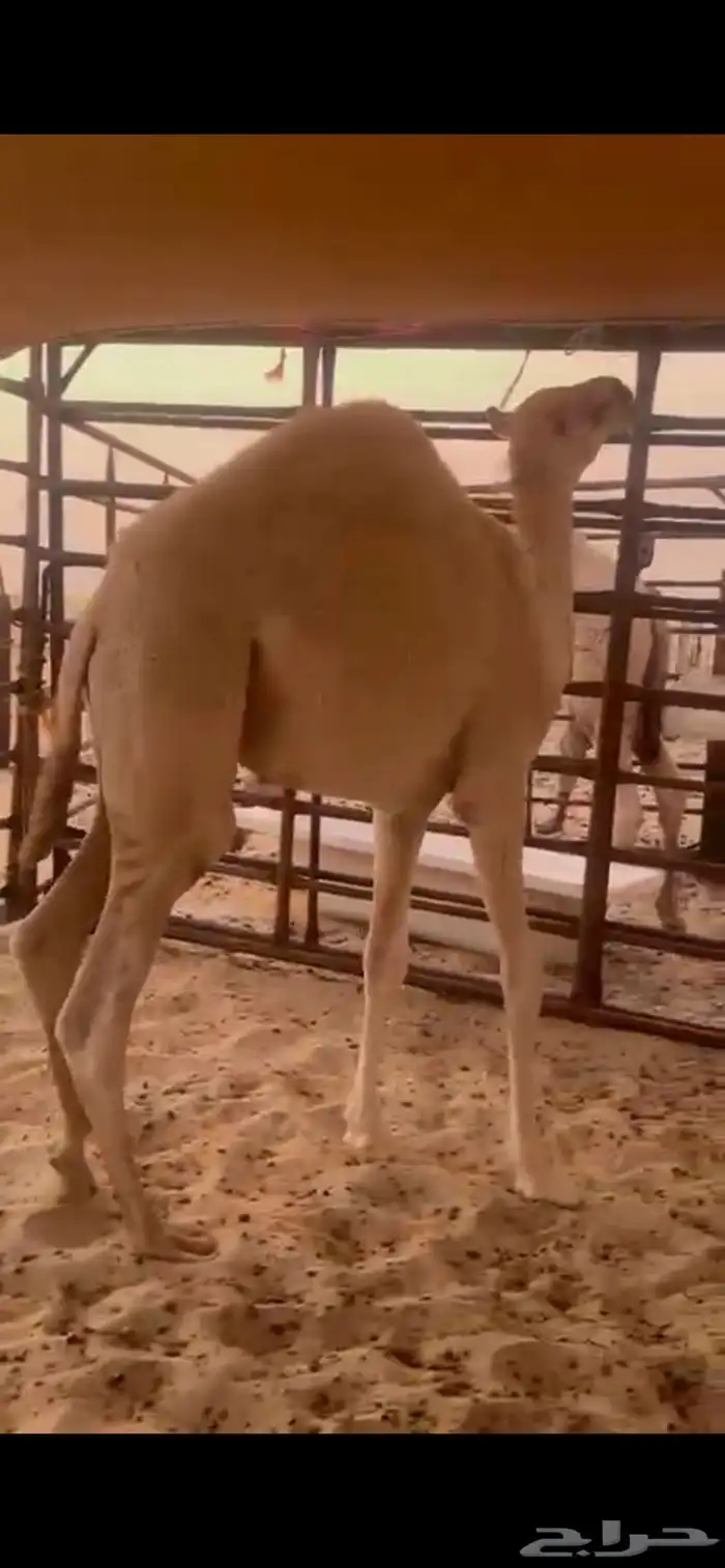 قعود 2