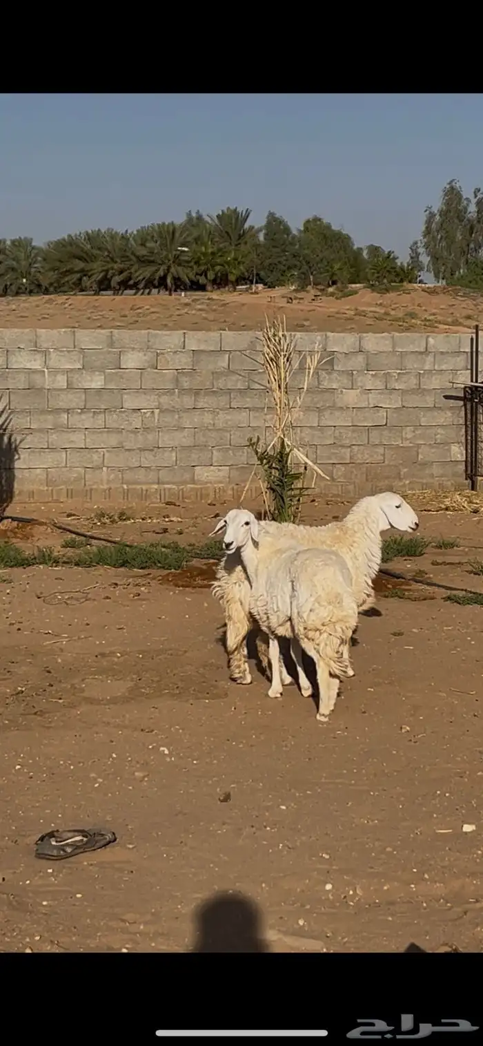 للبيع رخال حريات 3