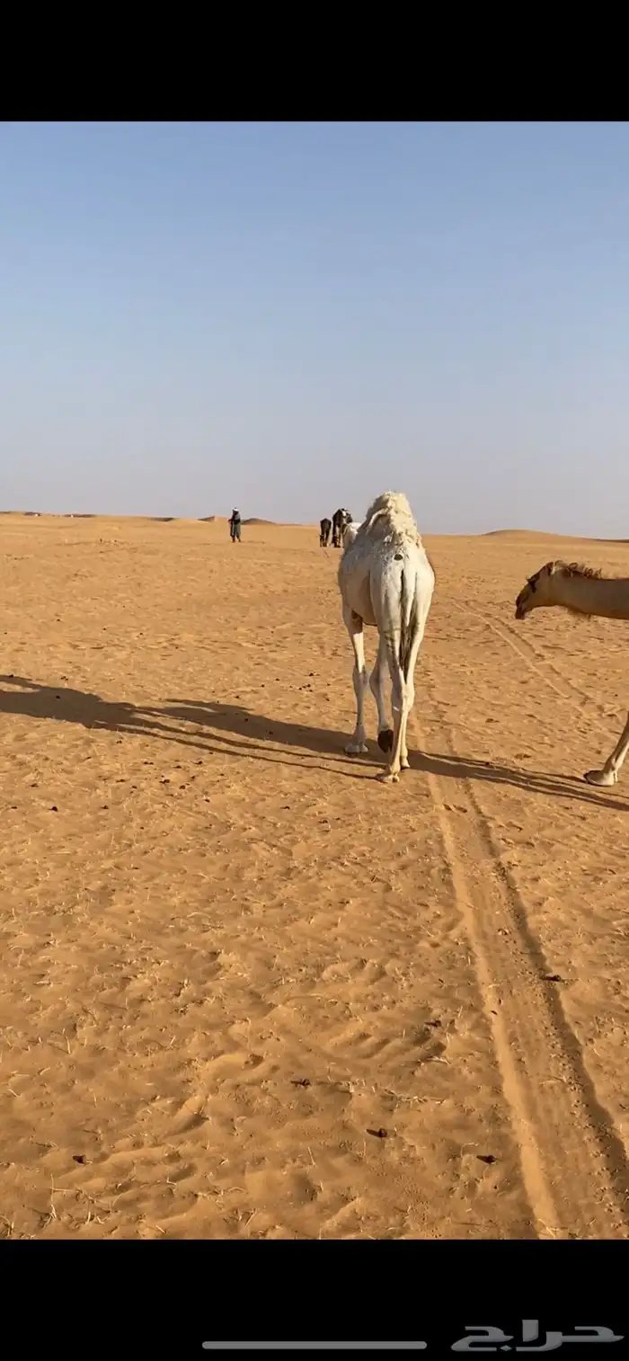 قعود طيب للبيع 0