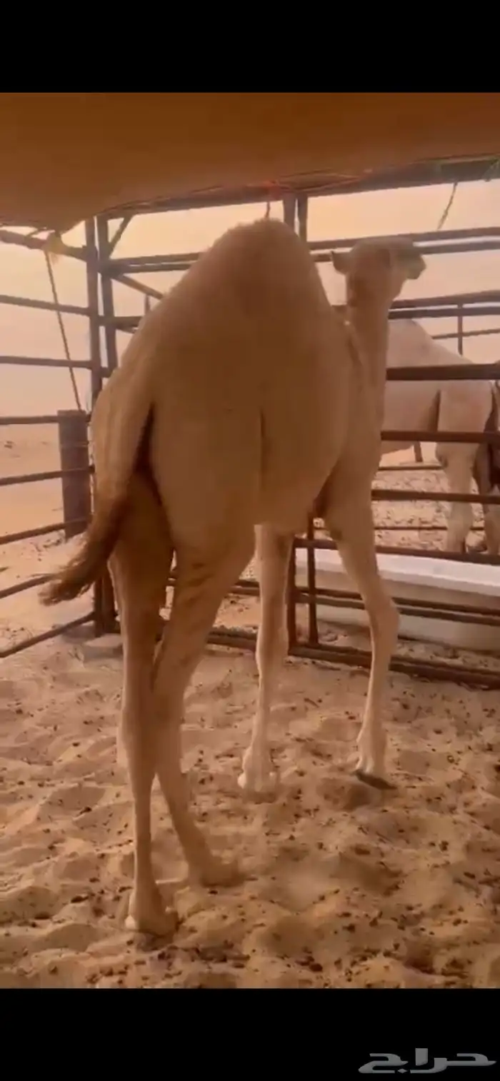 قعود 0