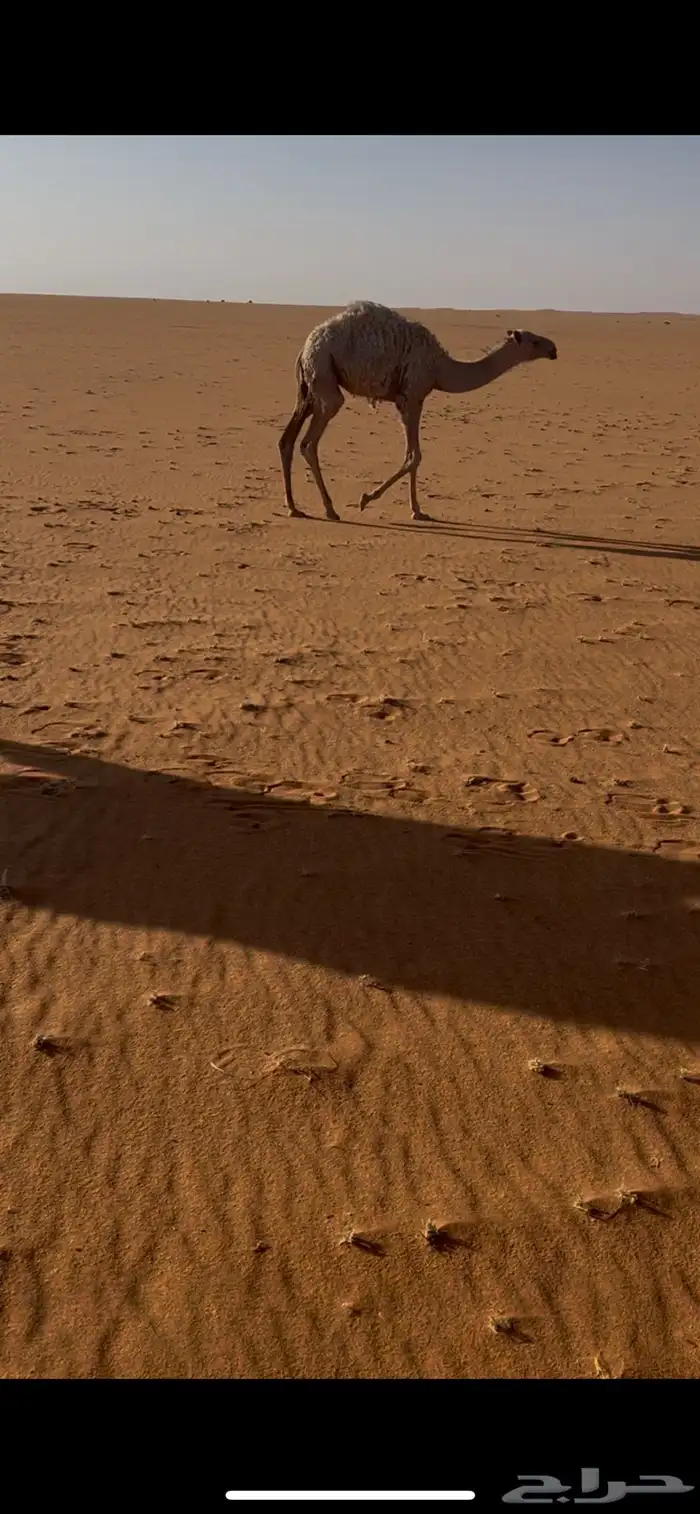 عشاير وضريبه 1